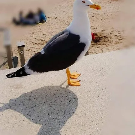 Petite Maison D'olonne * Les Sables-dʼOlonne