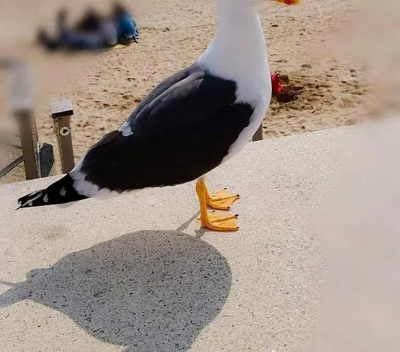 Petite Maison D'olonne * Les Sables-dʼOlonne